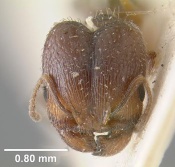Media type: image;   Entomology 20720 Aspect: head frontal view